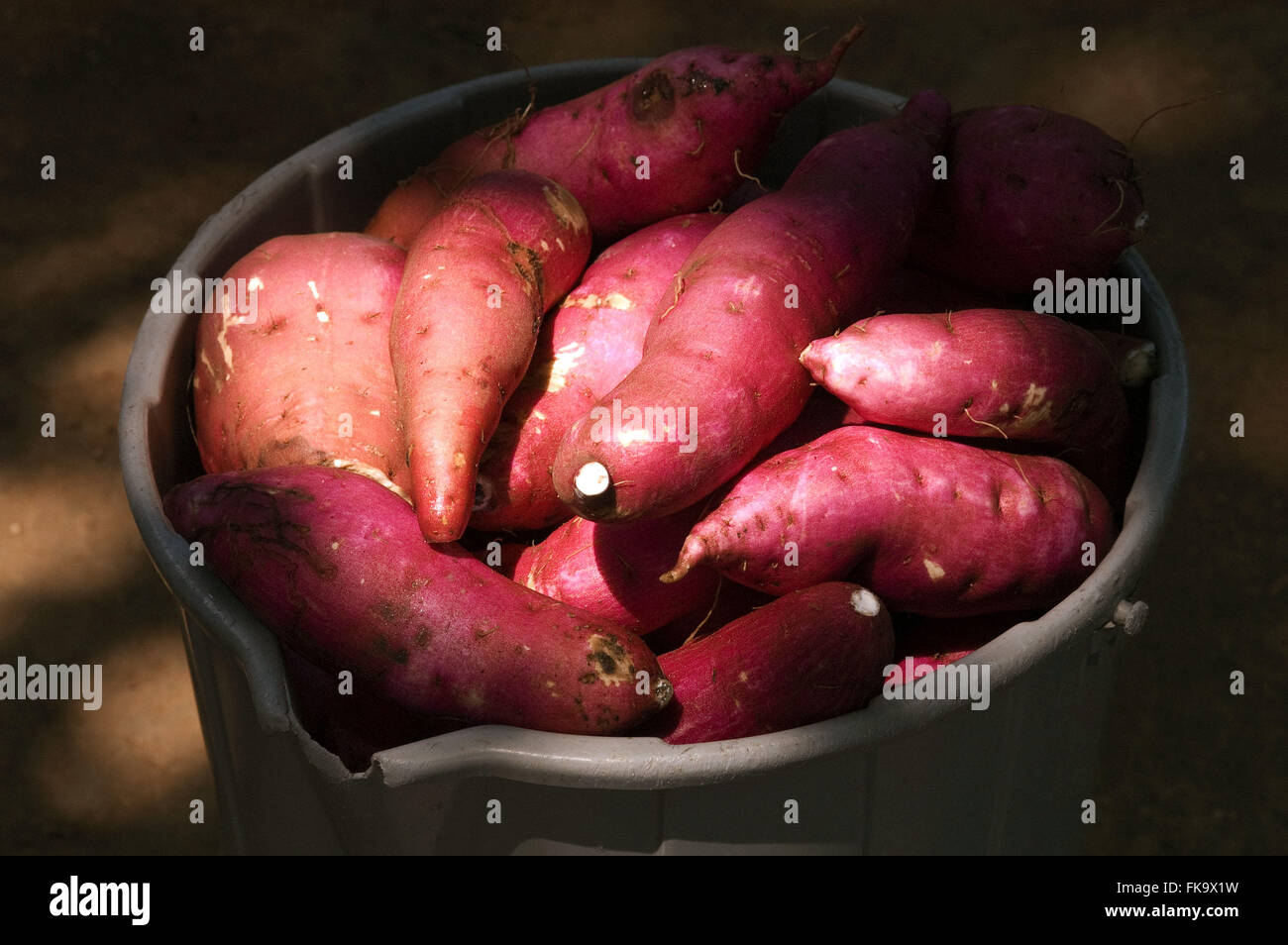 Süße Kartoffeln geerntet in der Victoria-Insel in Ilhabela Stockfoto