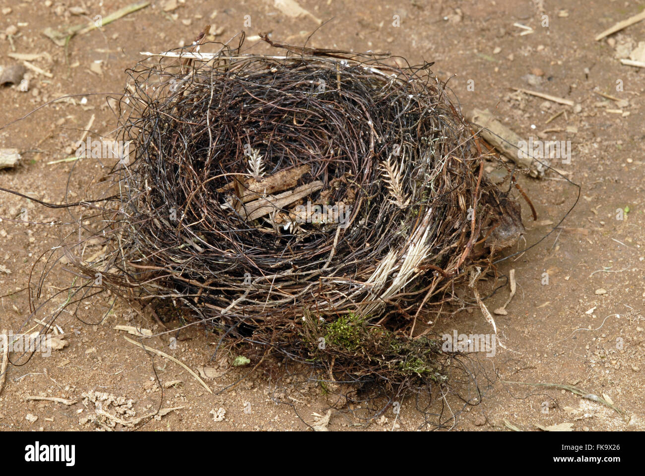 Vogelnest Stockfoto