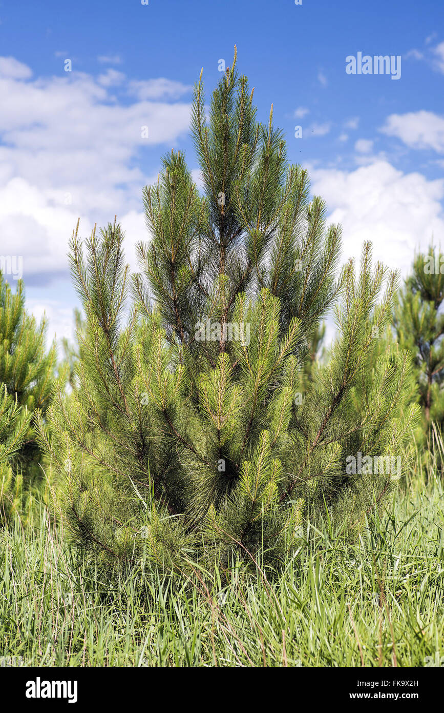 Pinus Elliottii Plantage Detail für die Papier- und Zellstoffindustrie Stockfoto