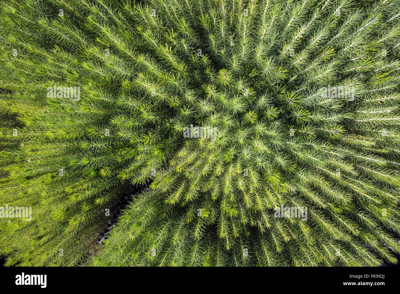 Detail Pinus Elliottii gepflanzt für Zellstoff-und Papierindustrie Stockfoto