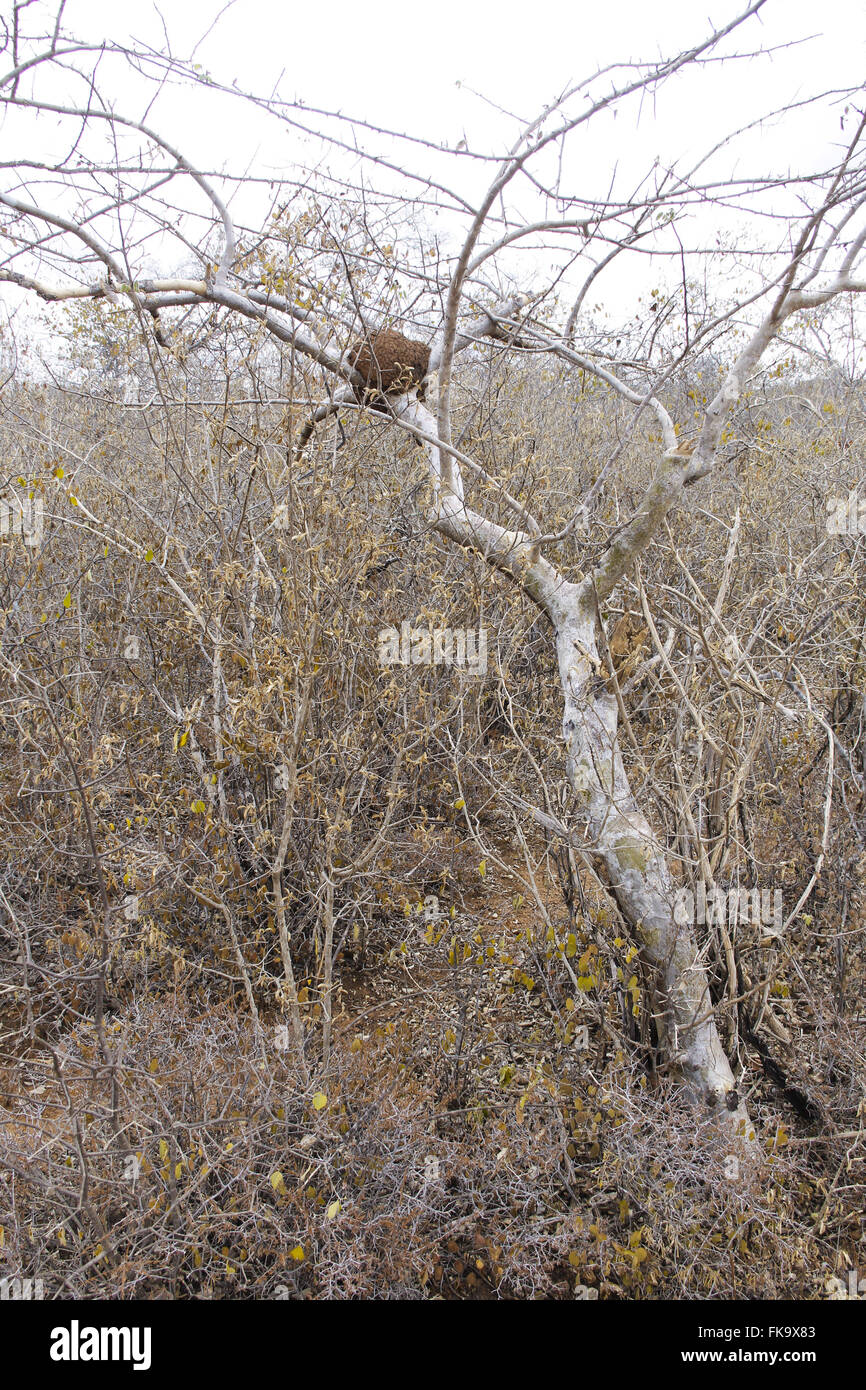 Detail der trockenen Busch in der Caatinga Bahia Stockfoto