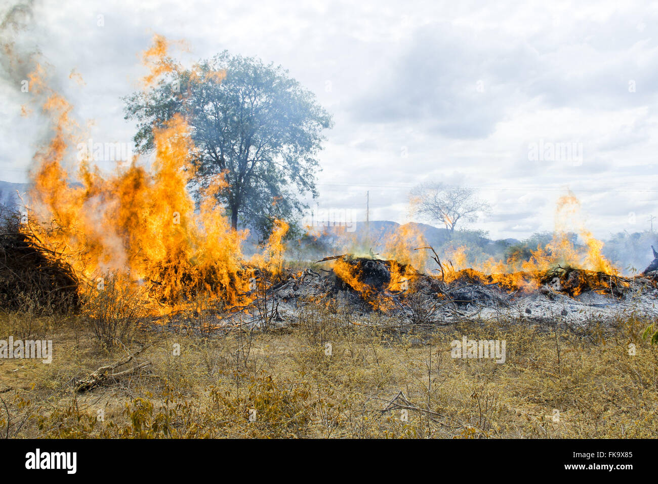 Caatinga-Vegetation in der Nähe der Autobahn in der bahianischen Hinterland brennen Stockfoto