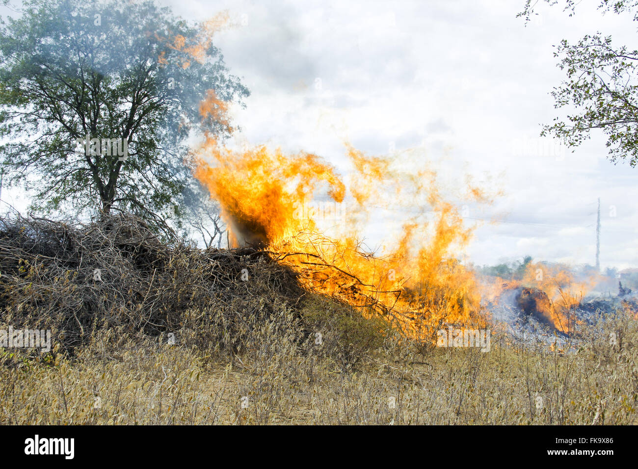 Caatinga-Vegetation in der Nähe der Autobahn in der bahianischen Hinterland brennen Stockfoto