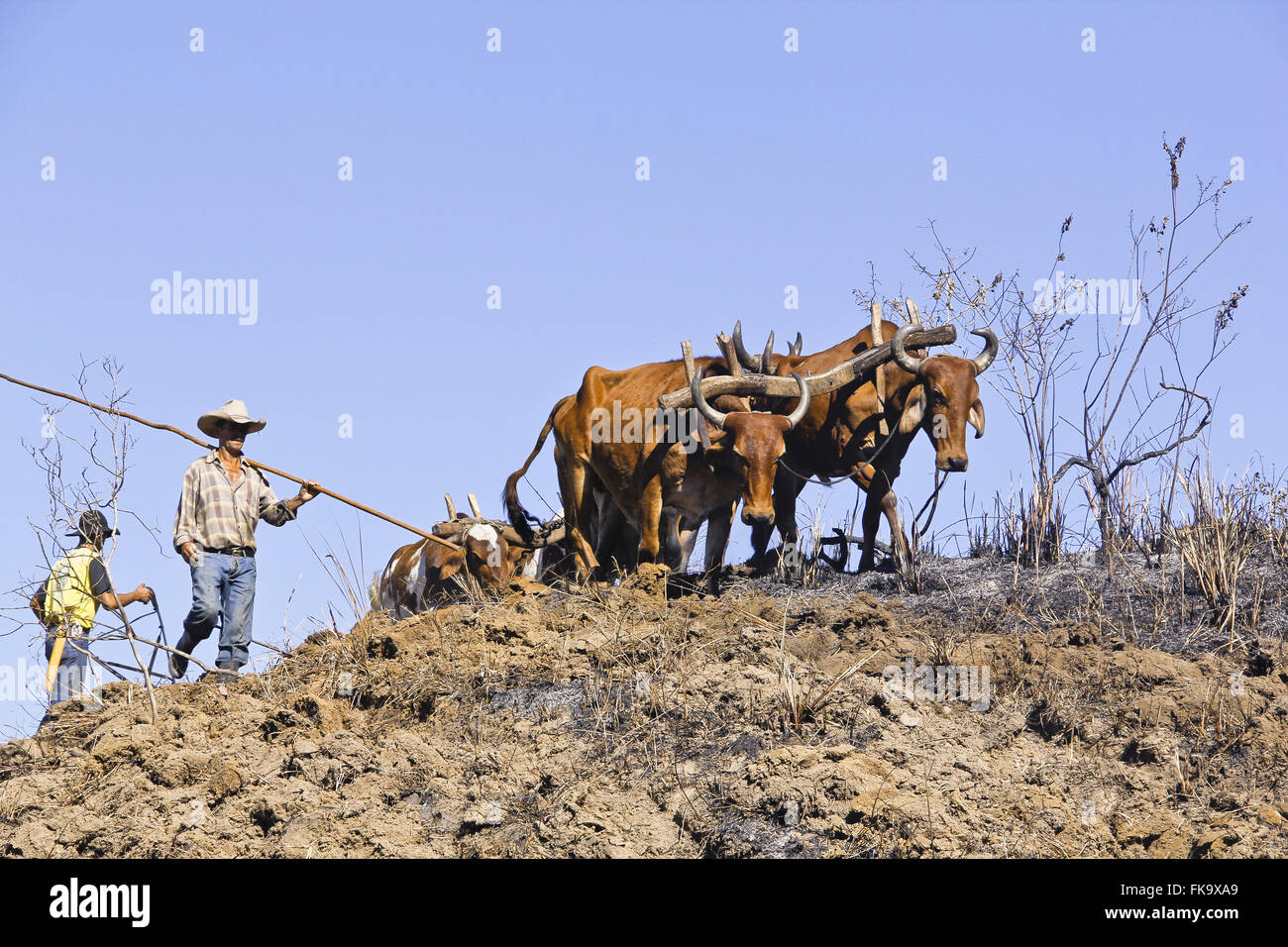 Tierischer Zugkraft Pflug mit Ochsenkarren auf dem Lande Stockfoto