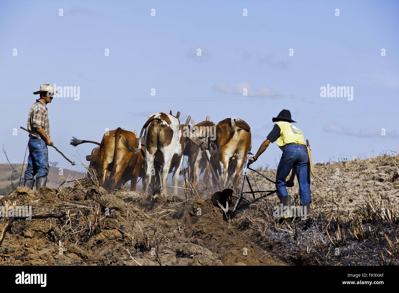 Tierischer Zugkraft Pflug mit Ochsenkarren auf dem Lande Stockfoto