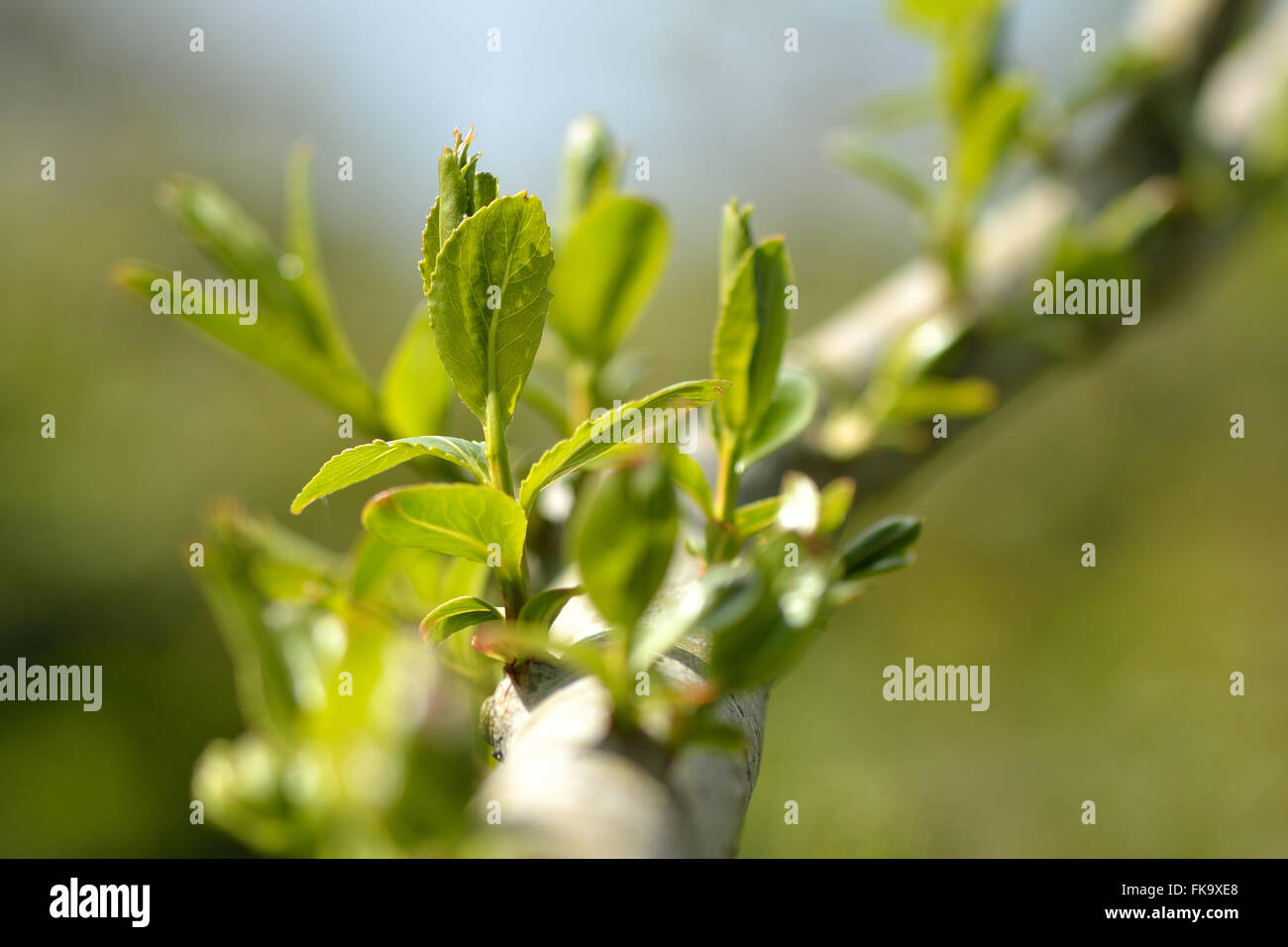 Weide (Salix Fragilis) zu knacken. Neue Triebe wachsen aus einem Ast des Baumes in der Familie Salicaceae, heimisch in Europa und Asien Stockfoto