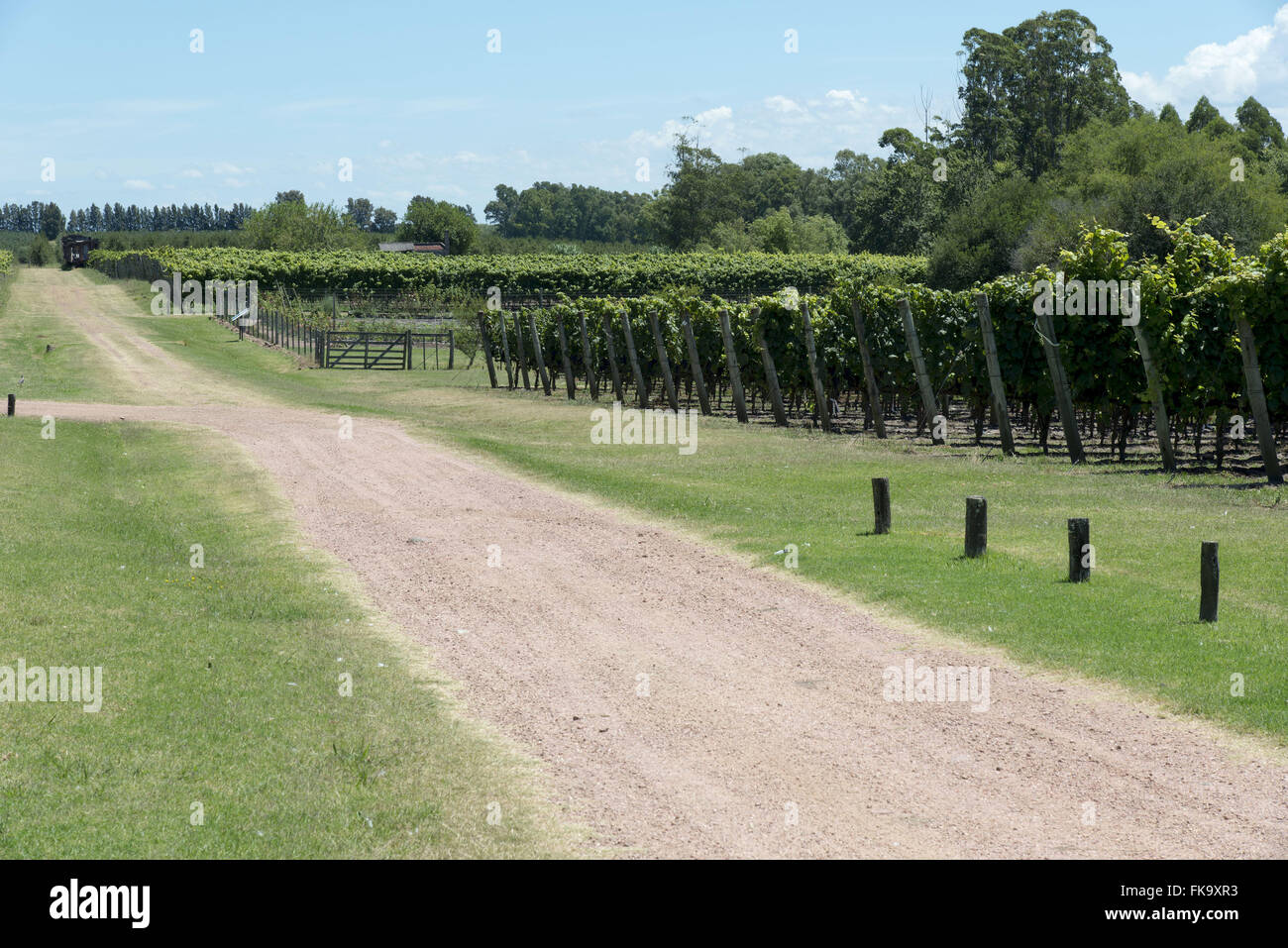 Feldweg neben Weinbergen mit Trauben der Sorte Tannat Wein Stockfoto