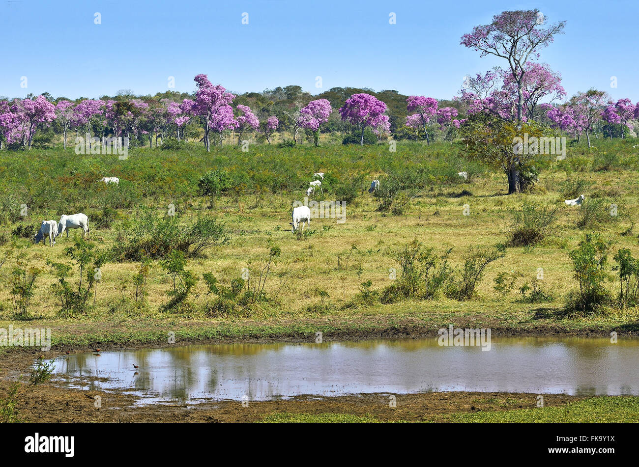 Lila Ipes und künstlichen Teich im Hof Rinder zu versorgen Stockfoto