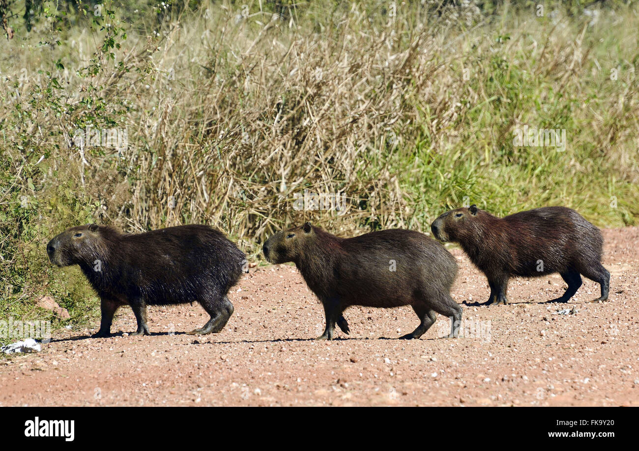 Die Pantanal-Park-Straße überqueren Capybara Stockfoto
