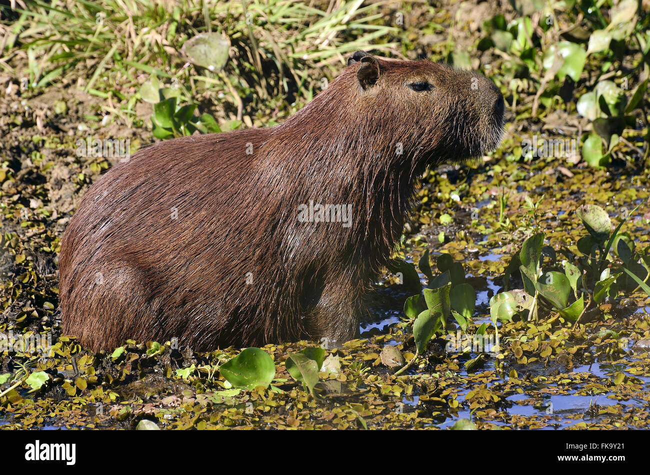 Capybara in Süd-Pantanal-Park-Straße Stockfoto