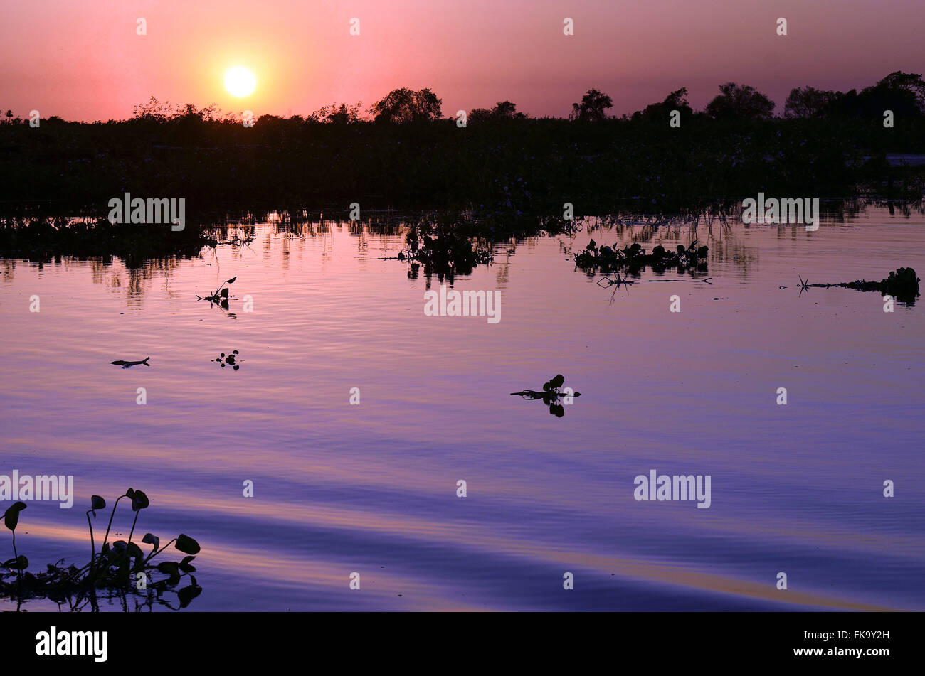 Sonnenuntergang in überschwemmten Gebiet im südlichen Pantanal Stockfoto
