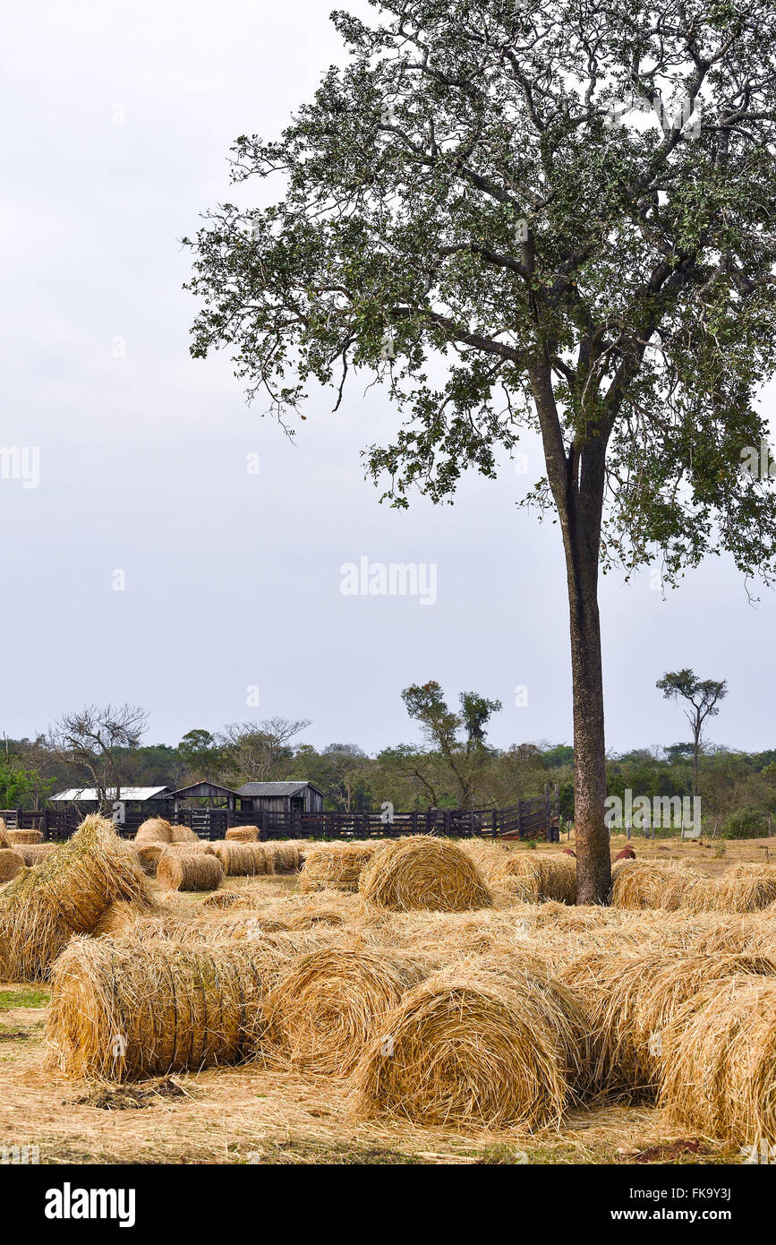 Hay rollt auf dem Bauernhof Stockfoto