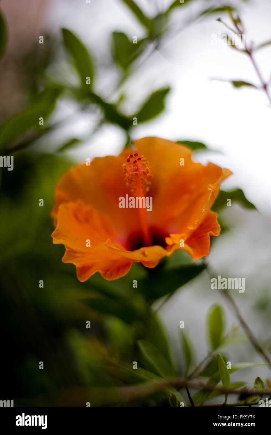 Hibiscus, orange, Blumen, weiße Blume, Natur, Hintergrund weiß, Blüte, Blüte, Pflanzen Stockfoto