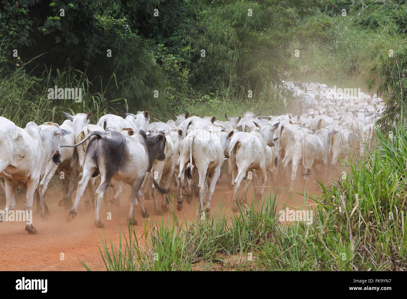 Rinderherde auf Feldweg auf dem Lande Stockfoto