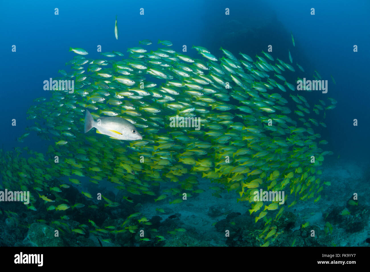 Schwarm von Blueline Schnapper (Lutjanus Kasmira) gemischt mit Großaugenthun Schnapper (Lutjanus Lutjanus) GBR, Australien Stockfoto