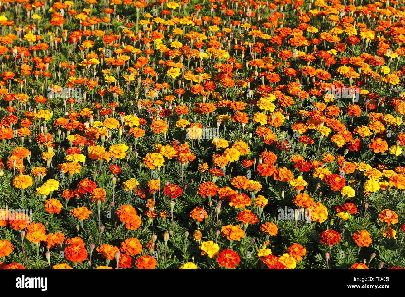 Garten des Heiligen Herzens von Jesus Kathedrale Stockfoto