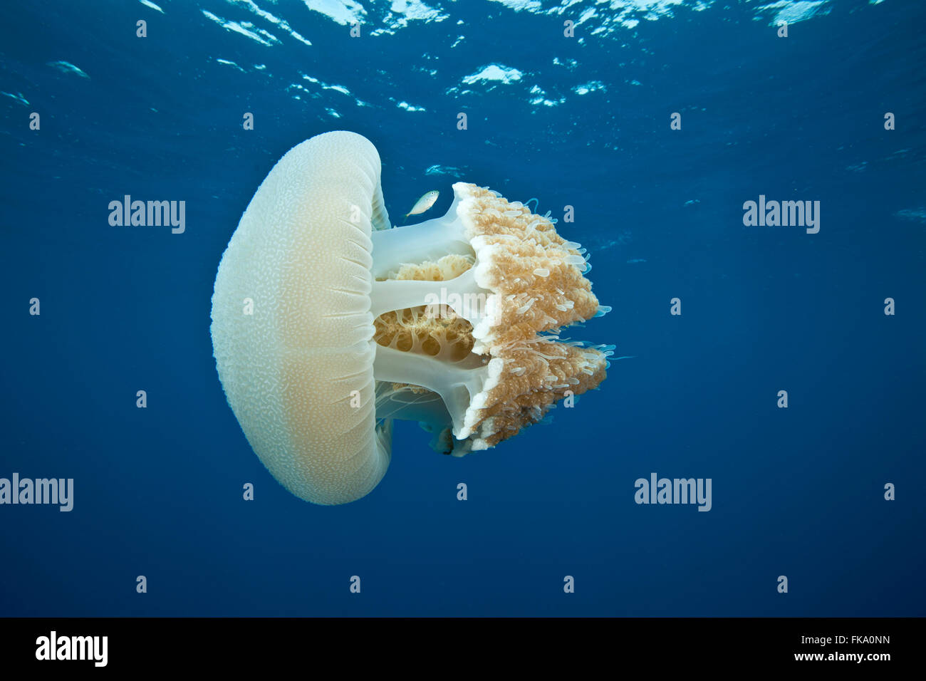 Großen Quallen die Juvelile Makrelen beherbergt. Rhizostomae Stockfoto