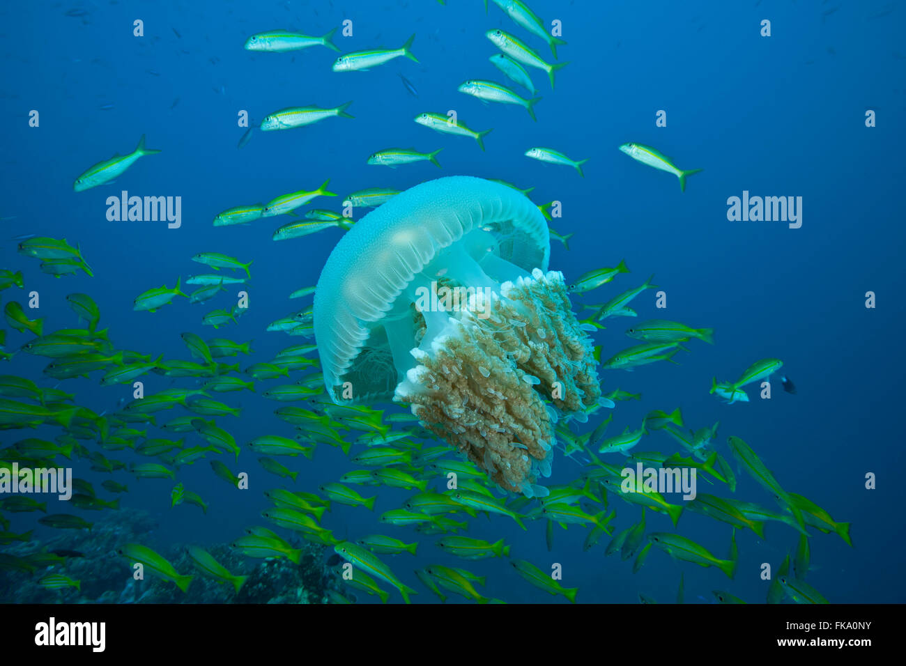 Großen Quallen die Juvelile Makrelen beherbergt. (Rhizostomae) mit Goatfish und Blueline Schnapper im Hintergrund Stockfoto