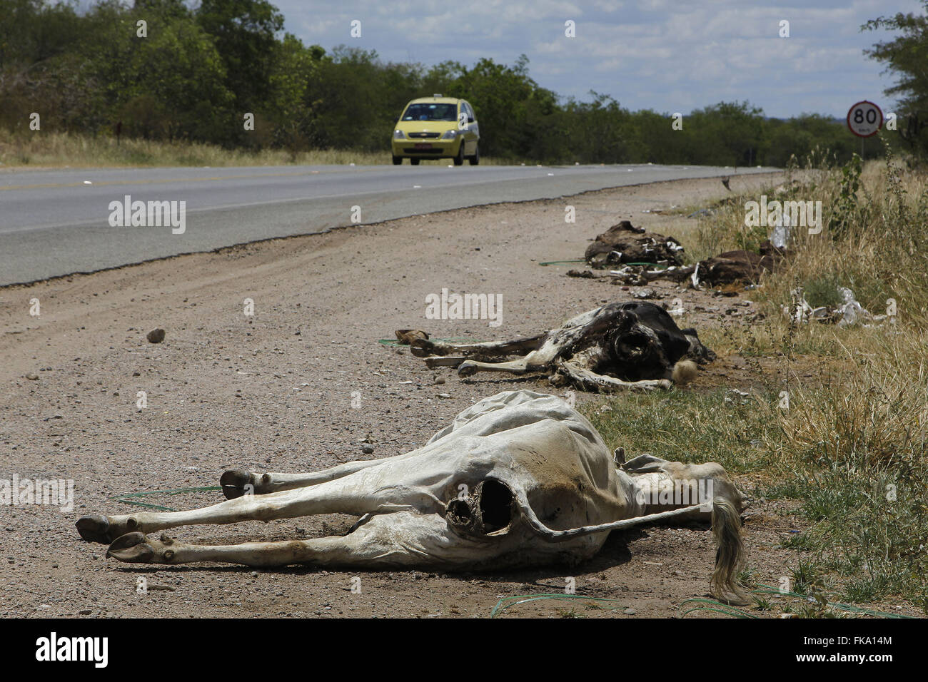 Vieh getötet durch Trockenheit in der Schulter der Autobahn BR-407 Stockfoto