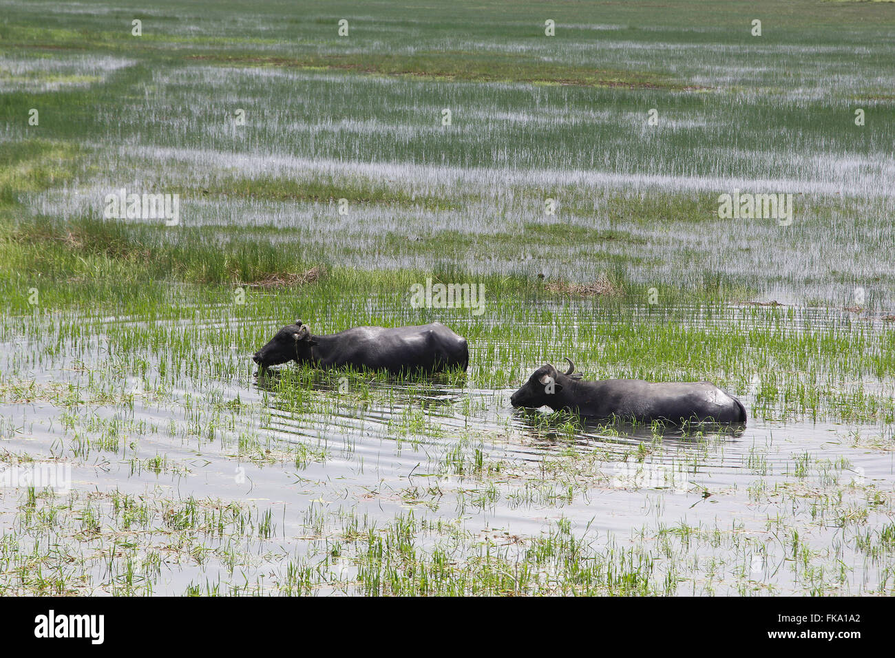 Büffel in der Flussaue im Großraum Rio Pericum Weiden" Stockfoto