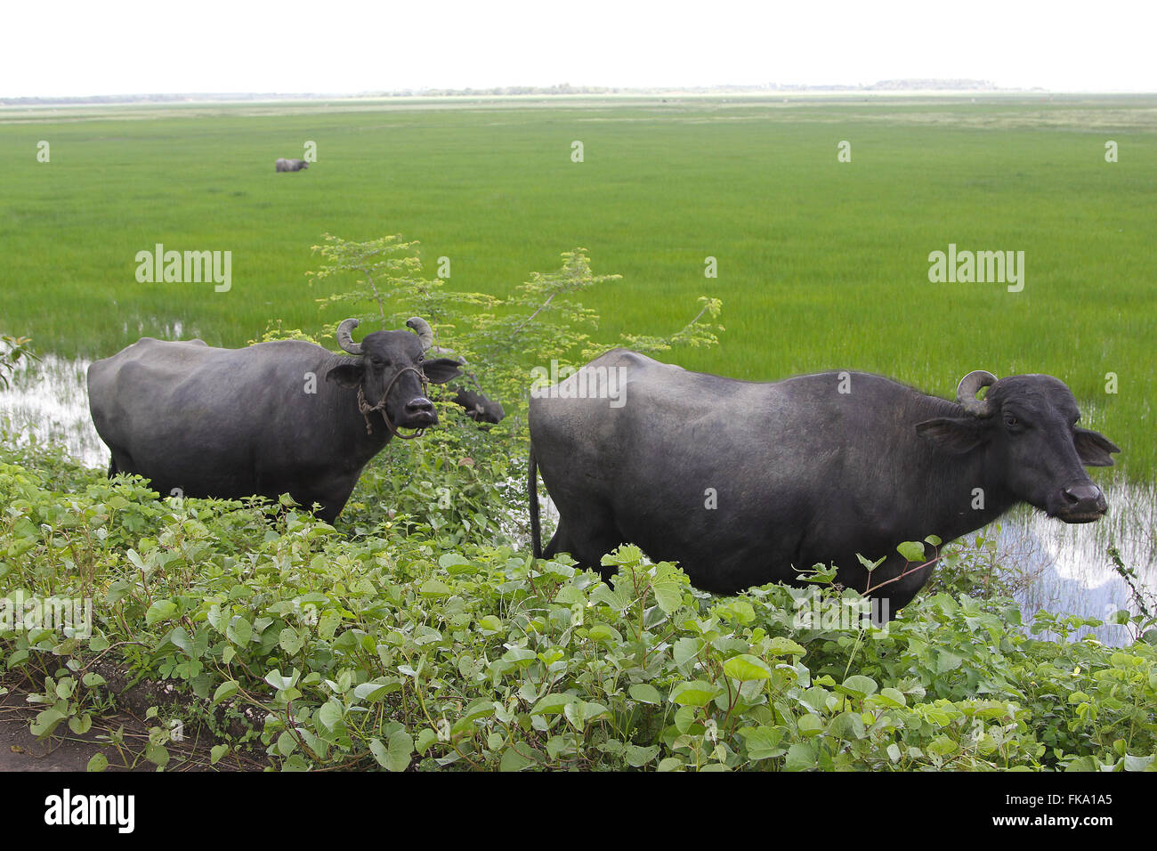 Büffel in der Flussaue im Großraum Rio Pericum Weiden" Stockfoto
