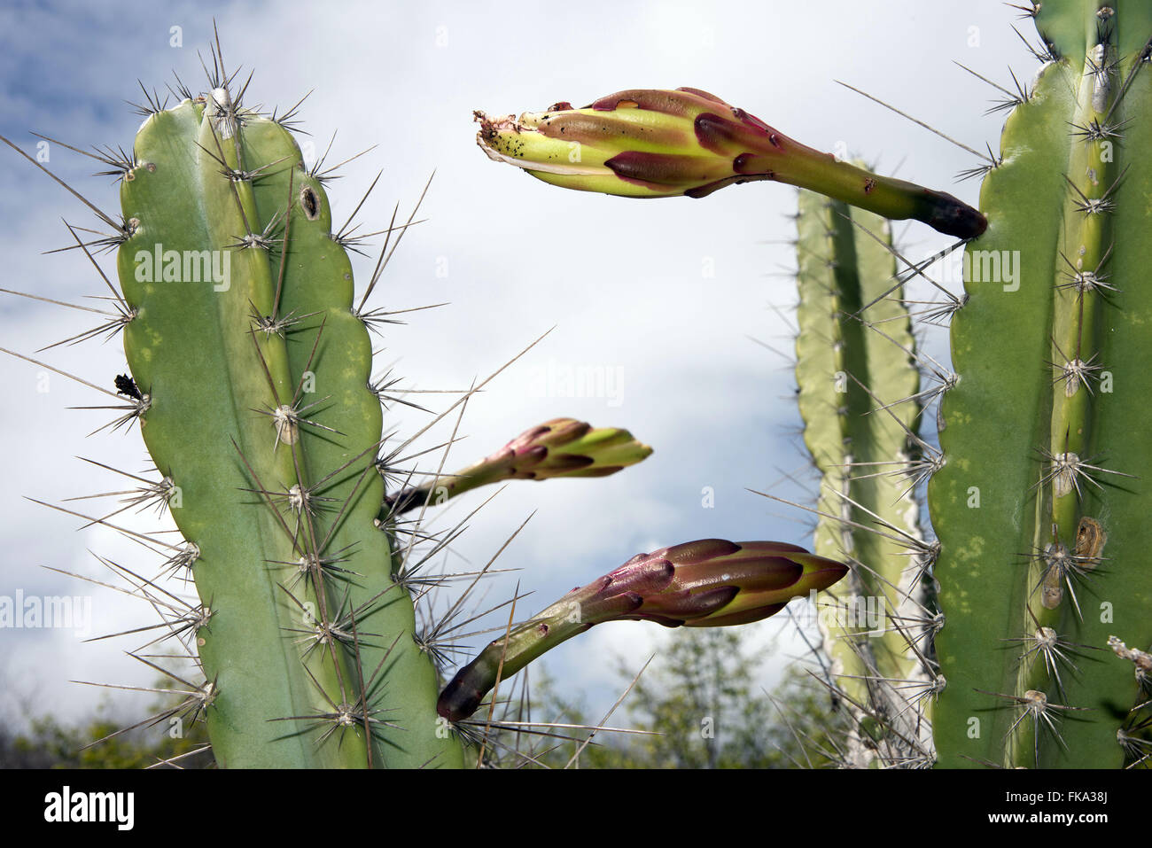 Cactus Flower Mandacaru - charakteristische Gestank Kaktus - Cereus Jamacaru Stockfoto