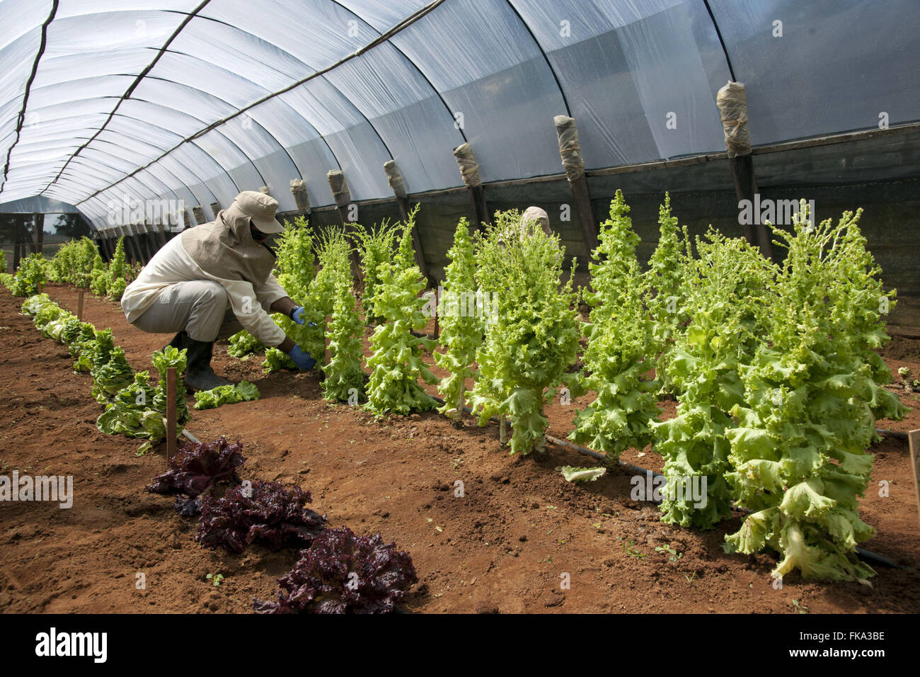 Gewächshaus mit grünen Salat auf Forschung und genetische Verbesserung Stockfoto