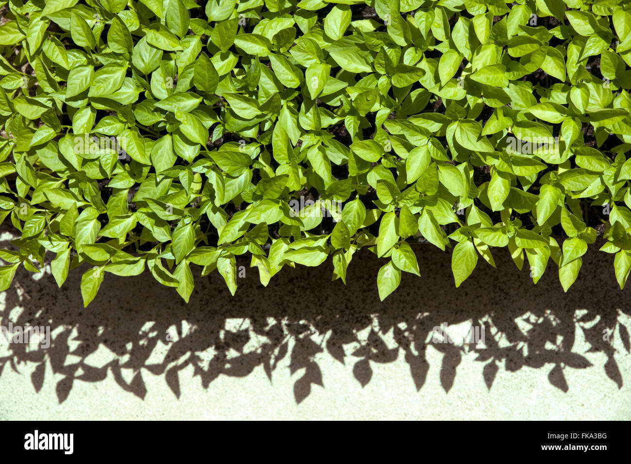 Sämlinge von Paprika in grün Forschung und genetische Verbesserung Stockfoto