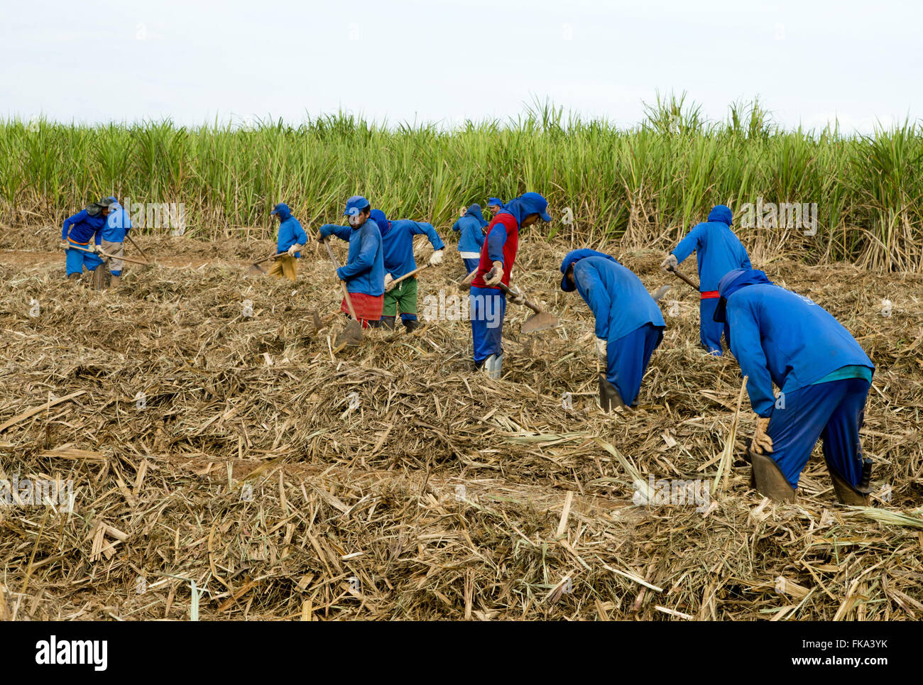 Landarbeiter entfernen das Stroh über das Zuckerrohr Nachwachsen zu erleichtern Stockfoto