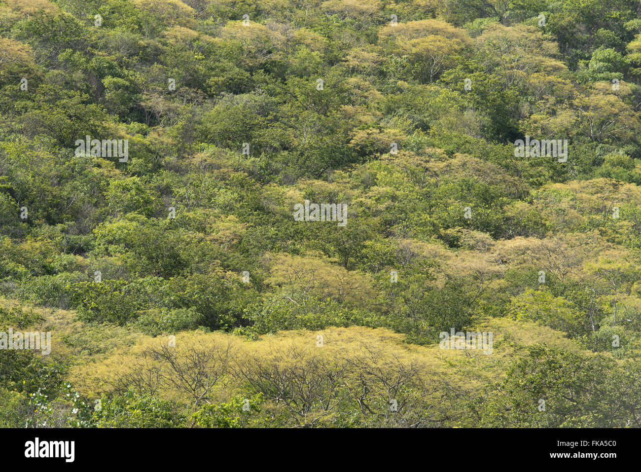 Wald der Savanne während der regnerischen Jahreszeit Stockfoto