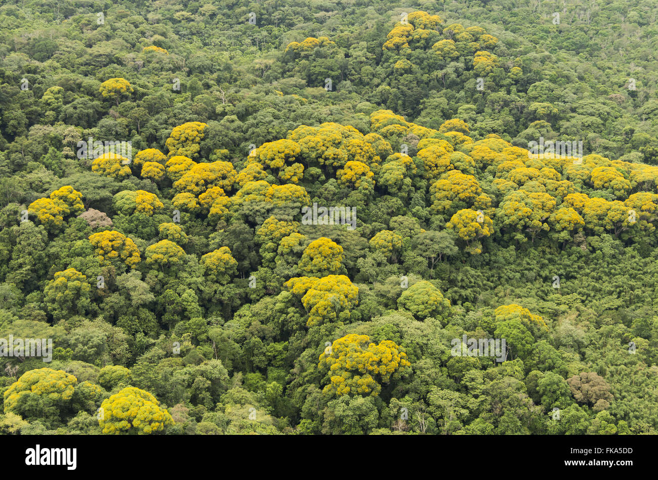 Blühende Akazien in der Atlantische Regenwald - ökologische Station Jureia-Itatins Stockfoto
