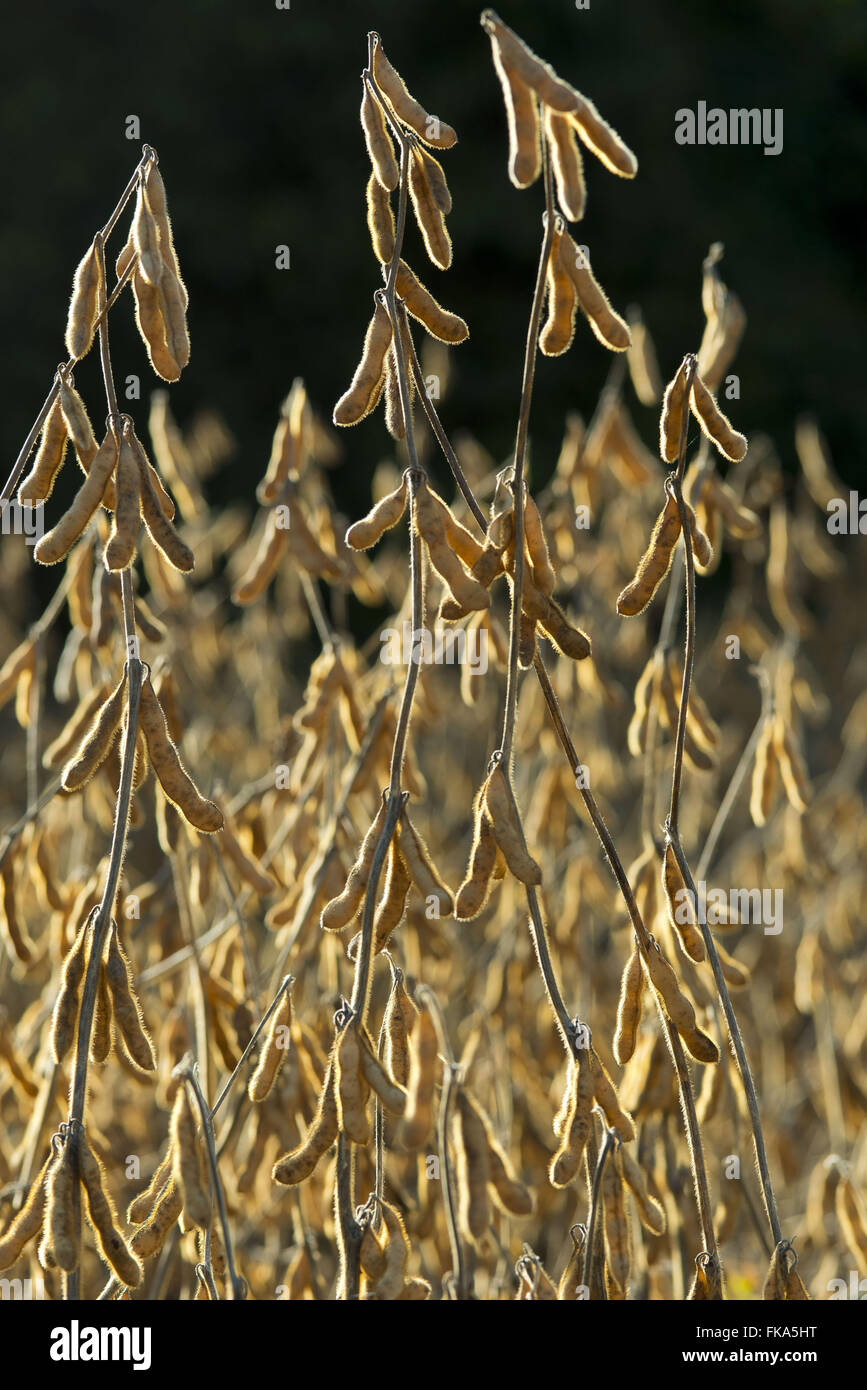 Pflanzung von Soja mit getrockneten Schoten ernten Punkt Stockfoto