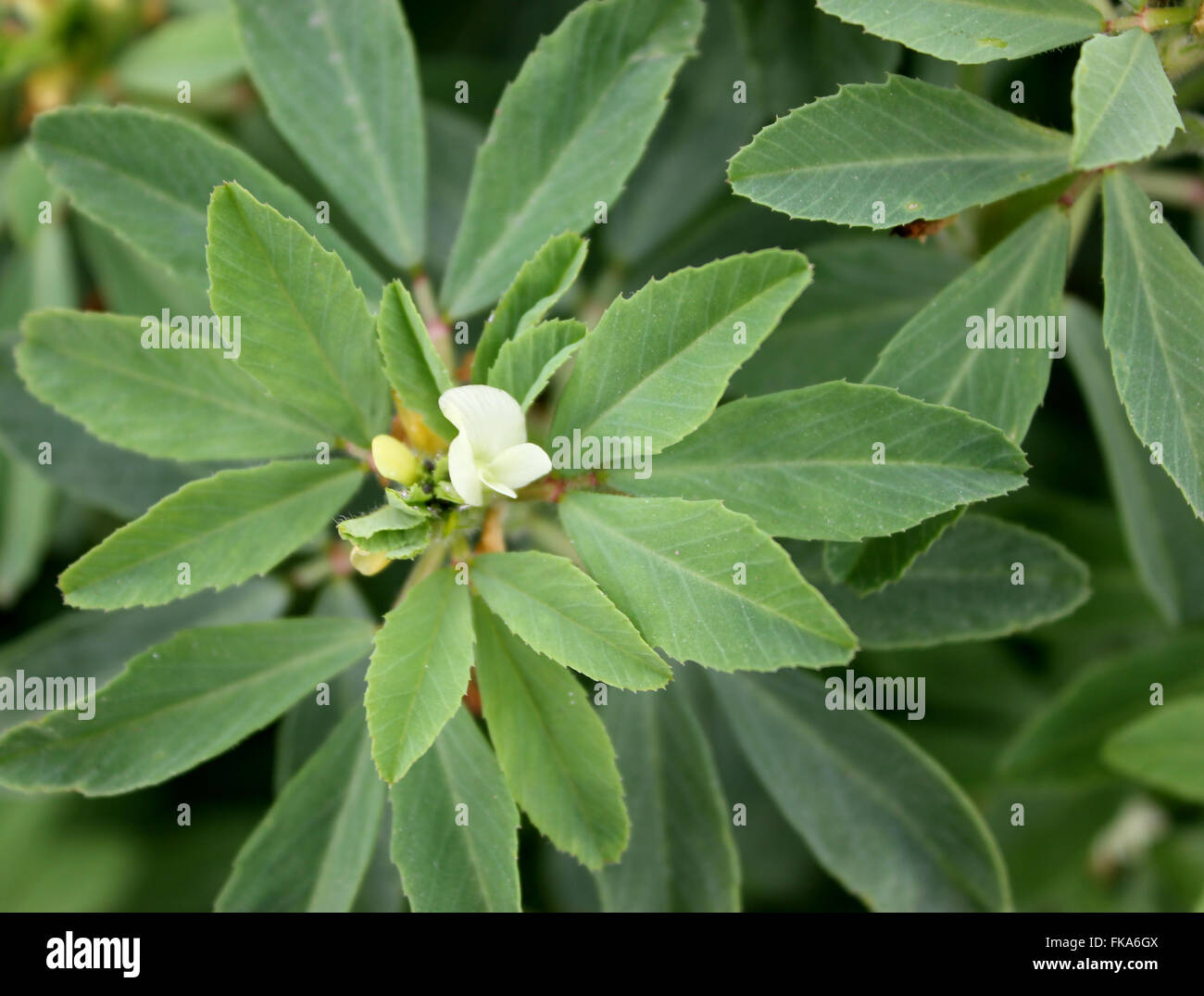 Bockshornklee, Trigonella Foenum-Graecum, kultiviert einjähriges Kraut mit zählig zusammengesetzte Blätter als Gemüse, Samen ein Gewürz Stockfoto