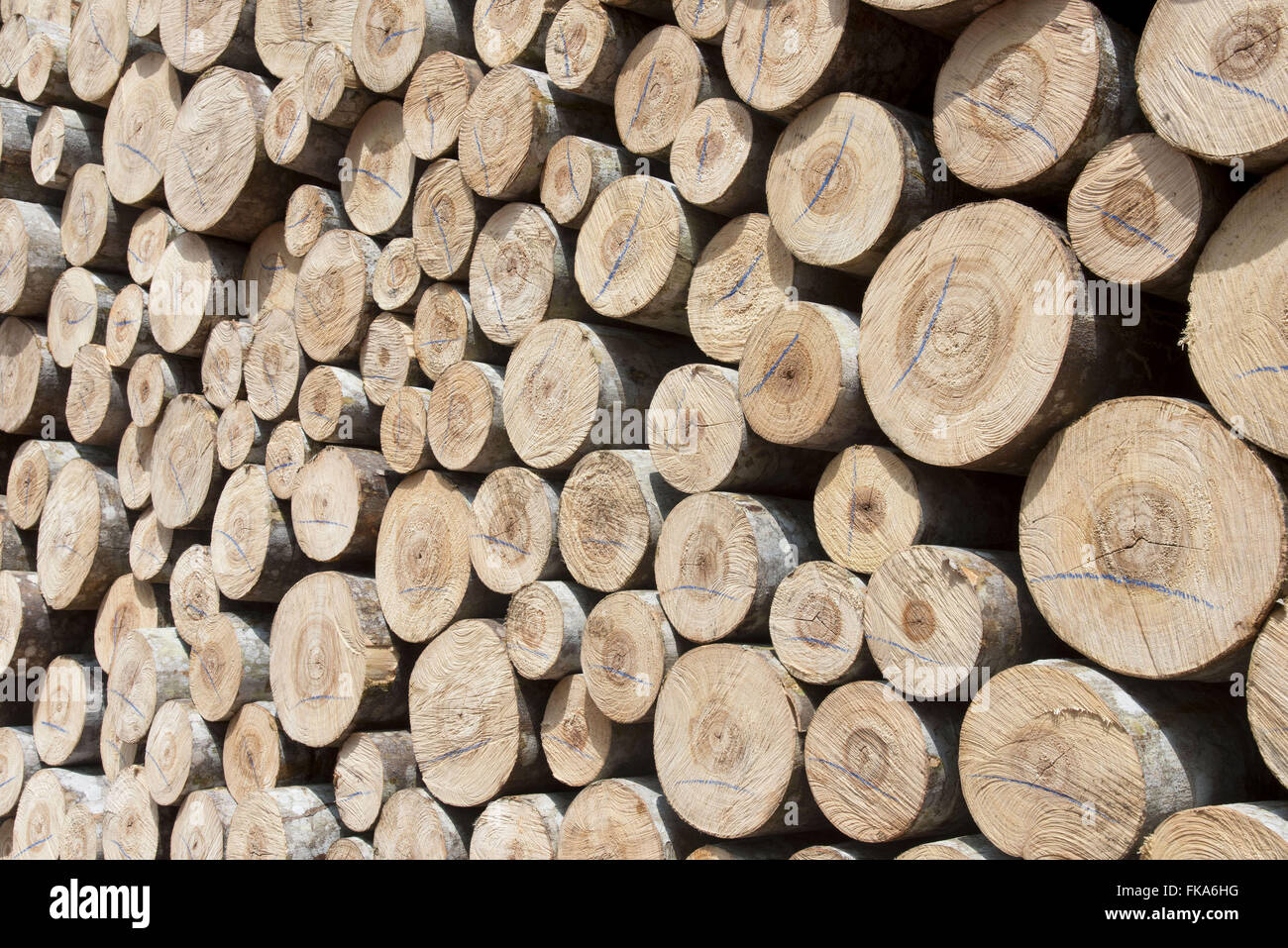 Melden Sie sich bei Parica Körper des LKW Stockfoto
