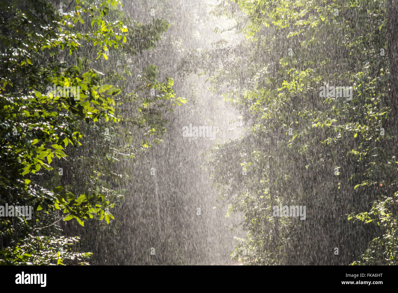 Regen Sie in den Amazonas-Regenwald Stockfoto