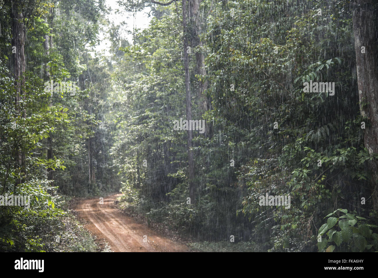Regen Sie in den Amazonas-Regenwald Stockfoto