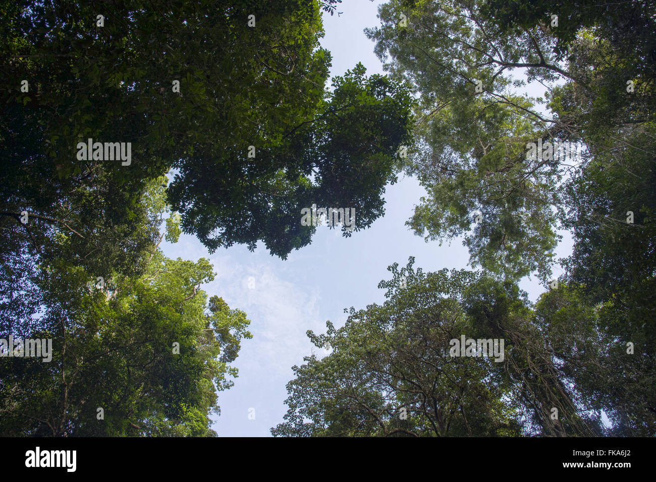Bäume des Amazonas-Regenwaldes Stockfoto