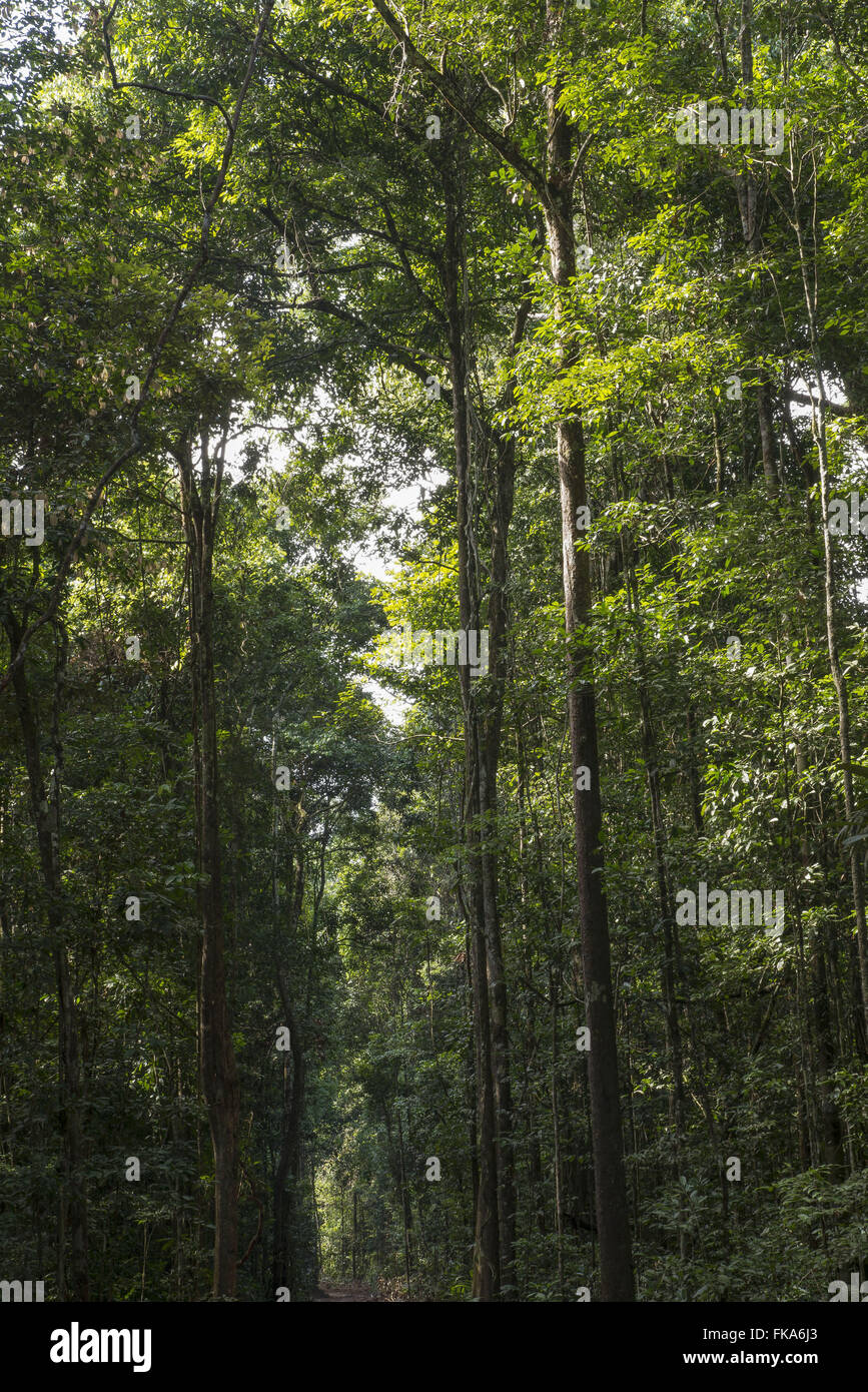 Bäume des Amazonas-Regenwaldes Stockfoto