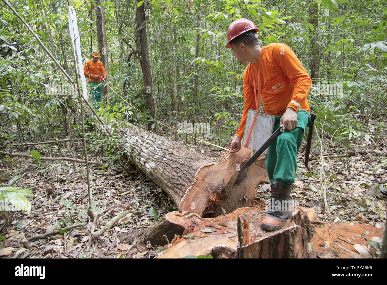 Planungsteam Messung Baum um den Wald zu entfernen Stockfoto