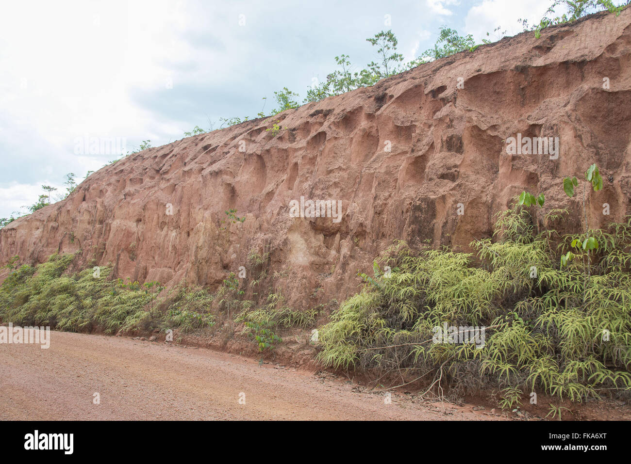Abschnitt zeigt die Bodenbildung der Amazonas-region Stockfoto