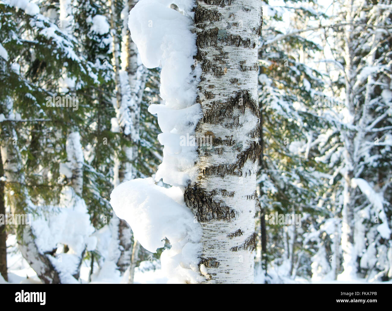 Stamm einer Birke im Schnee, Birke, eine Landschaft, eine Saison, eine Schneekappe, einer Schneewehe, einen Baum, einen Stamm, gegen Bäume, Rinde, Schnee Stockfoto