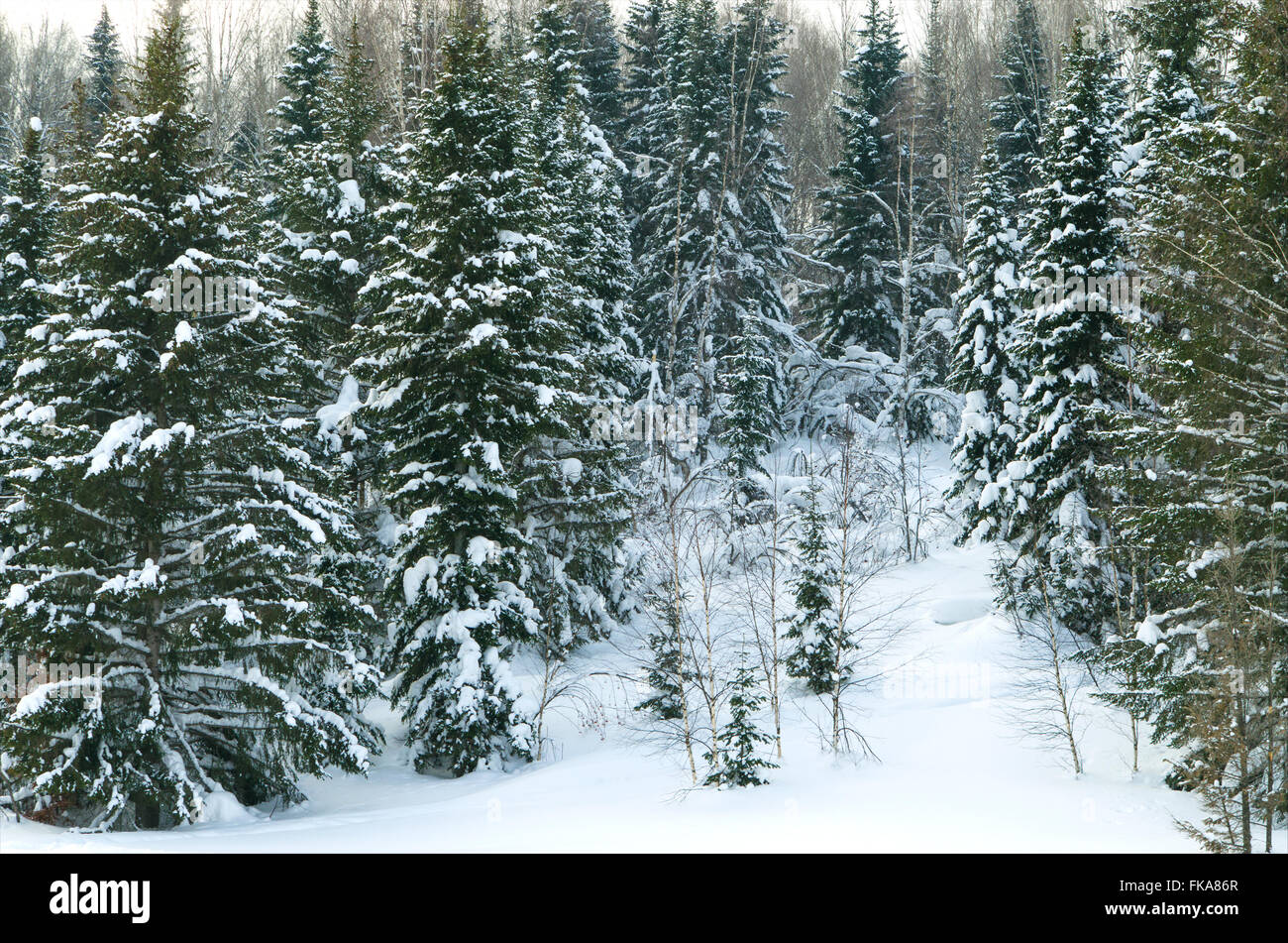 Das Holz im Winter in Russland Sibirien, der Birke, eine Tanne, einer Tanne, eine Landschaft, eine Pappel, eine Saison, Taiga-Landschaft Stockfoto