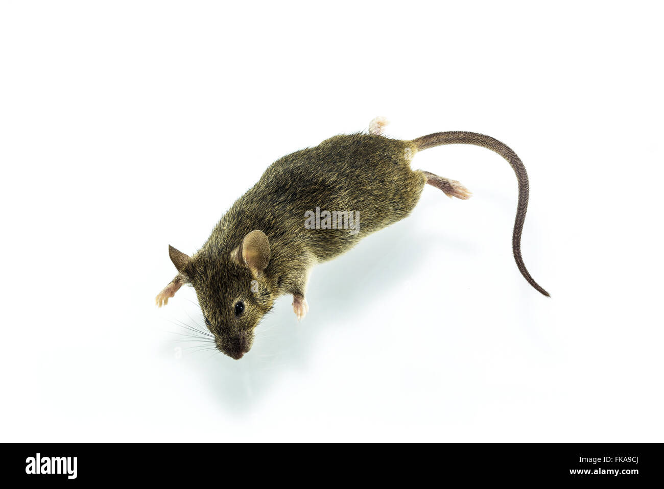 Fehlschüsse tote Ratte auf weißem Hintergrund isolieren hautnah. Stockfoto