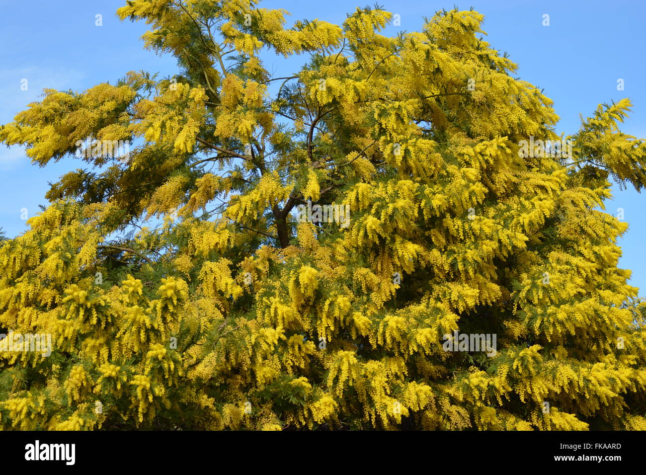 Mimosa Baum an der Riviera Stockfoto