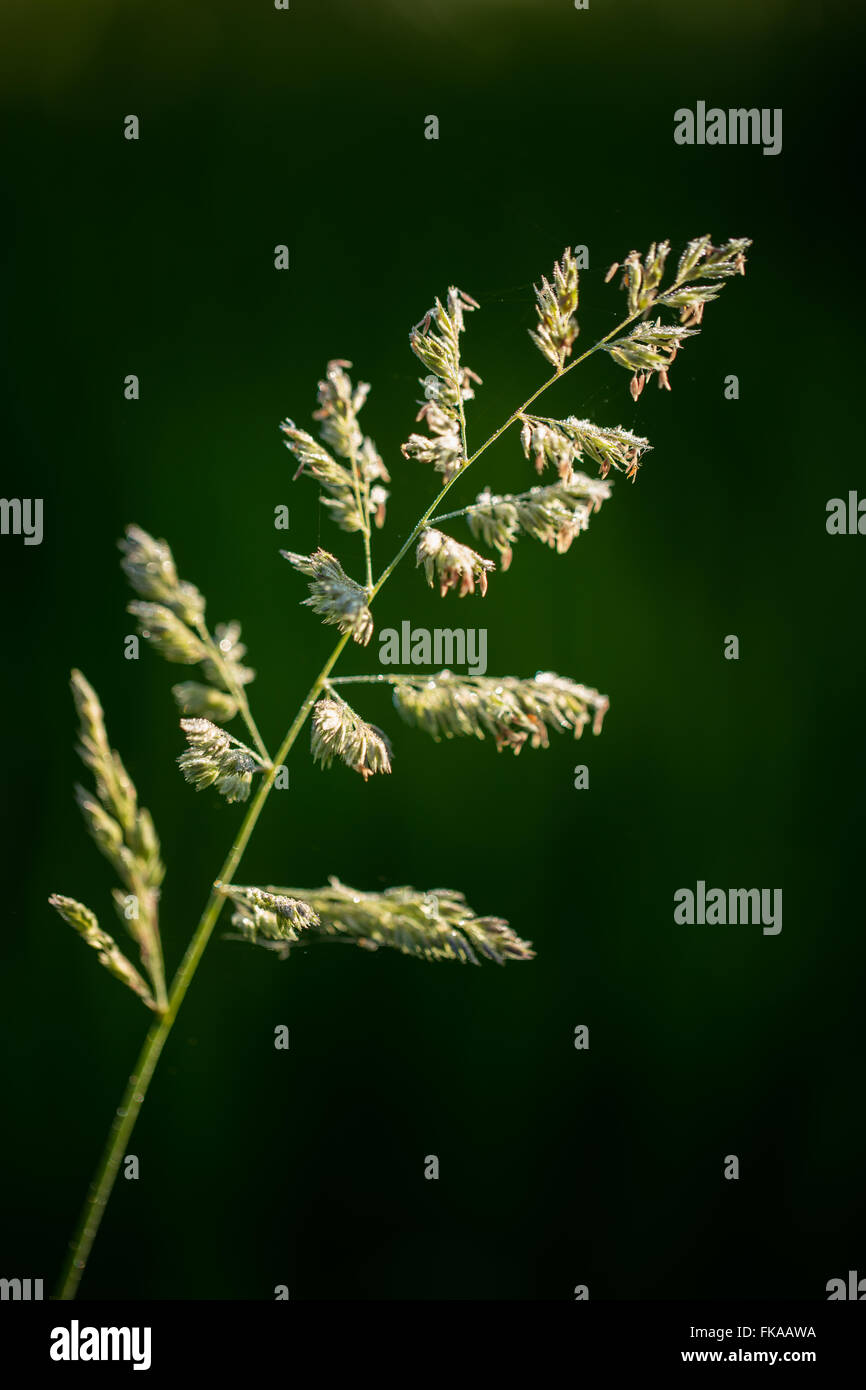 Sommer-Wachstum in Hecken, Milborne Wick, Dorset, England, UK Stockfoto