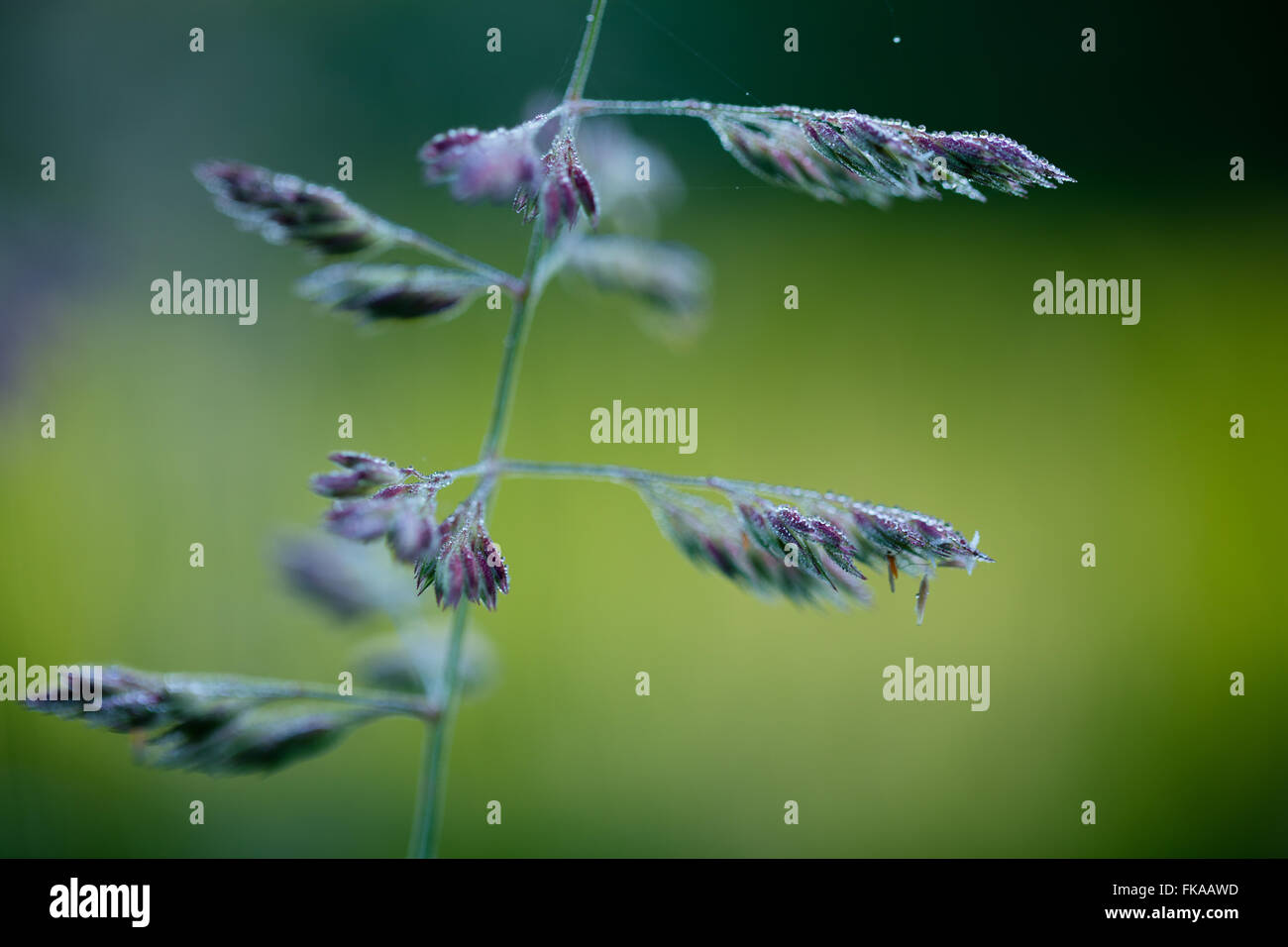 Sommer-Wachstum in Hecken, Milborne Wick, Dorset, England, UK Stockfoto