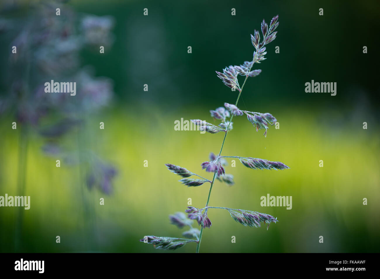 Sommer-Wachstum in Hecken, Milborne Wick, Dorset, England, UK Stockfoto