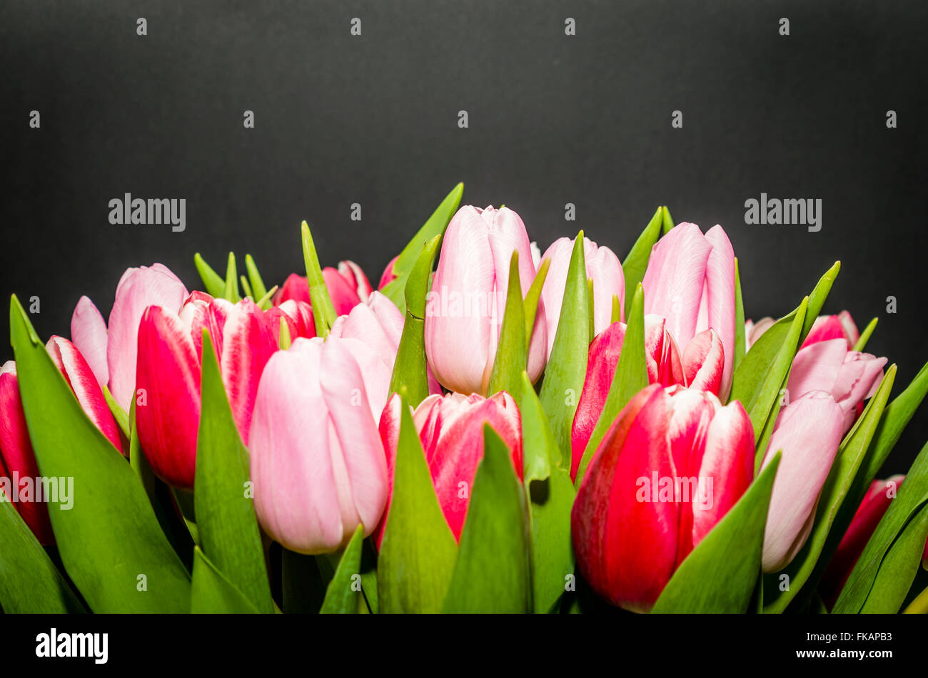 rote und rosa Tulpen Stockfoto