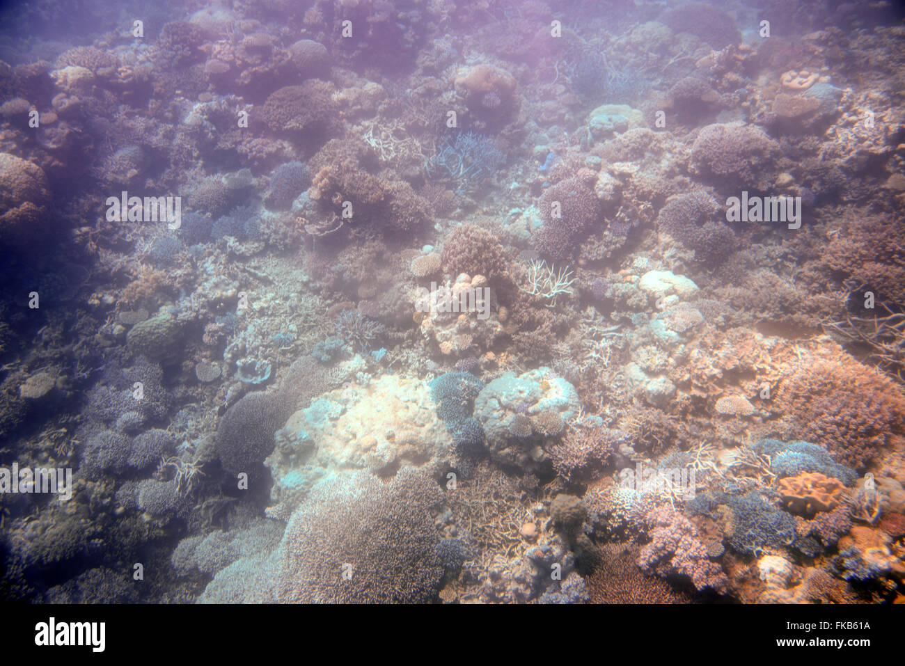 Die Agincourt-Riffe sind eine kleine Gruppe von Riffen am äußersten Rand des Great Barrier Reef vor der Küste von Port Douglas im Nordosten Queens Stockfoto