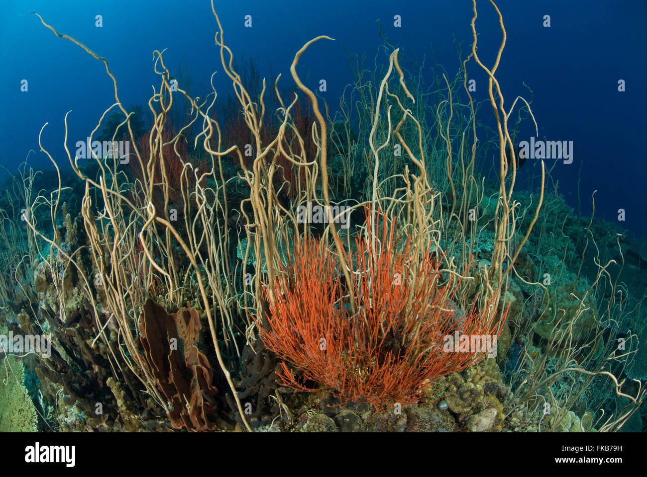 Olive Meer Peitschen (Junceella sp). zusammen mit der roten Peitsche Korallen, Ellisella sp. Stockfoto